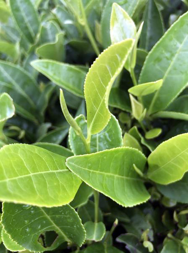 湘豐2號(hào)