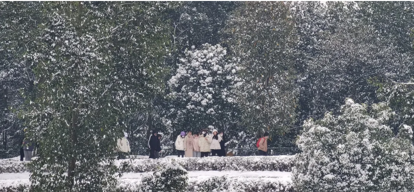 瑞雪兆茶樹，來(lái)年茶更甜