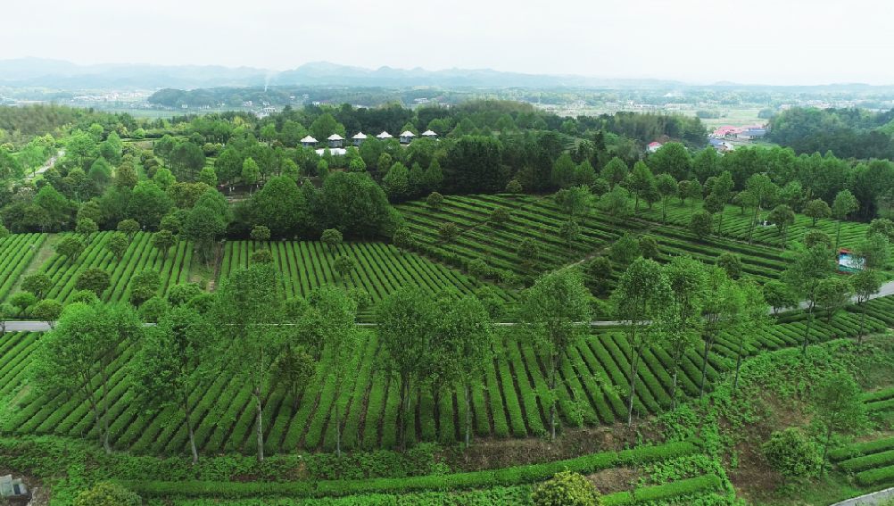 全國“三品一標(biāo)”基地，金井鎮(zhèn)茶葉基地榜上有名