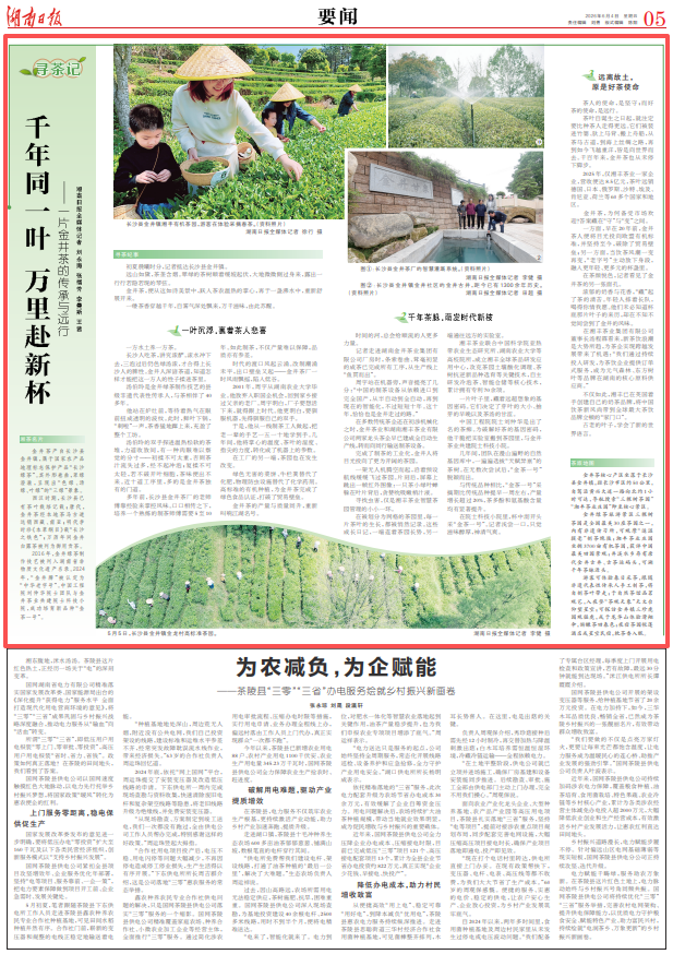 尋茶記｜千年同一葉 萬里赴新杯！一片金井茶的傳承與遠(yuǎn)行