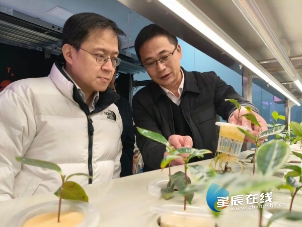 湘豐茶業(yè)專家工作站 | 從茶園到茶杯的科技革命